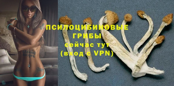 стаф Медногорск